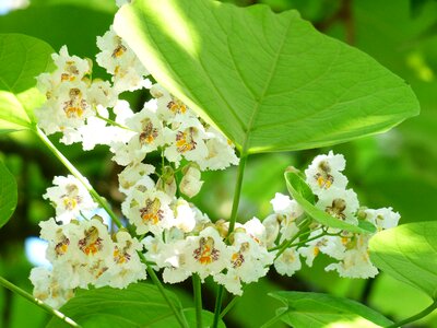 Ordinary catalpa catalpa bignonioides tree