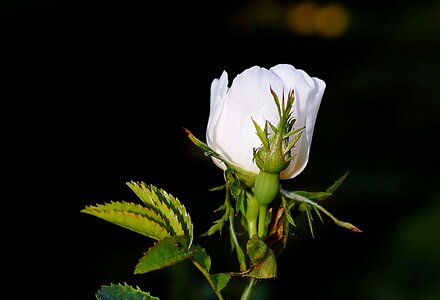Rose bloom white fragrance