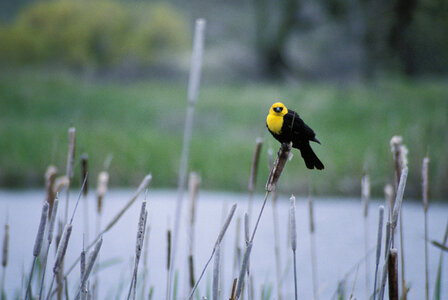 Yellow-headed Blackbird photo