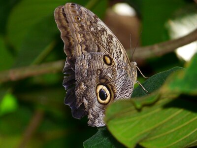 Caligo eurilochus satyrinae edelfalter photo