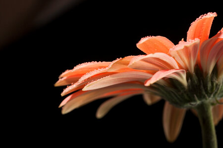 water drops on flower petals photo