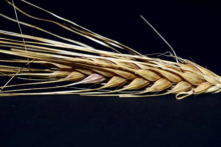 Agriculture cereal dark