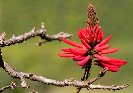 Nut floral plant