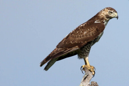 Juvenile Red-tailed hawk-3 photo