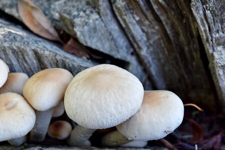 Close-Up mushroom wood photo