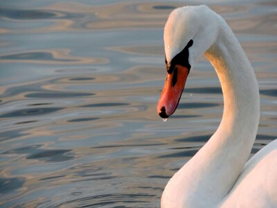 Beak bird aquatic bird