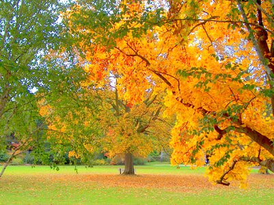 Fall leaves emerge autumn forest
