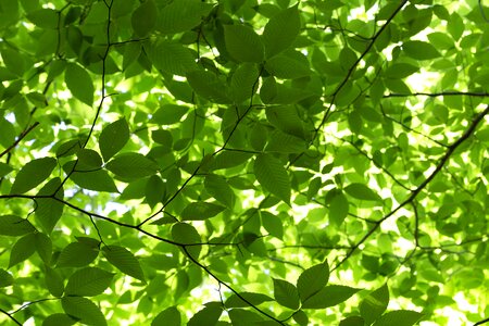 Branches chlorophyll ecology photo