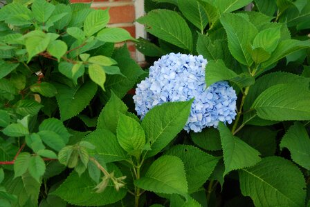 Blue flower flora photo