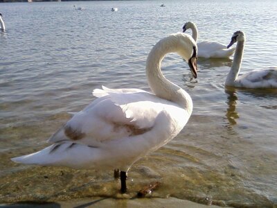 Bird mute swan 