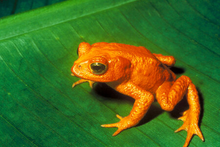 Golden Toad - Bufo periglenes photo