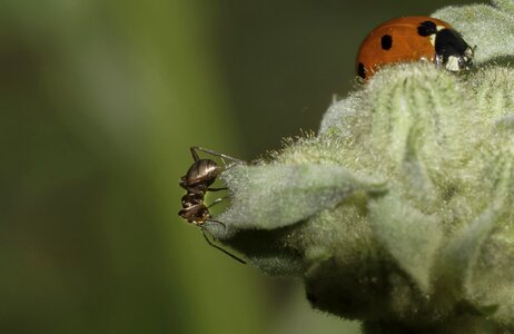 Animal ants arthropod photo