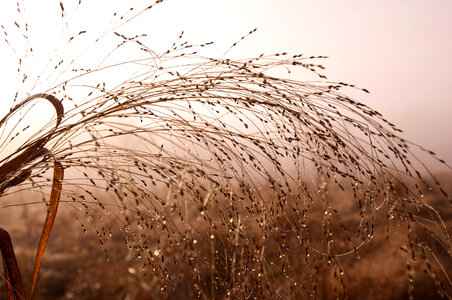 Dew drops on grass photo