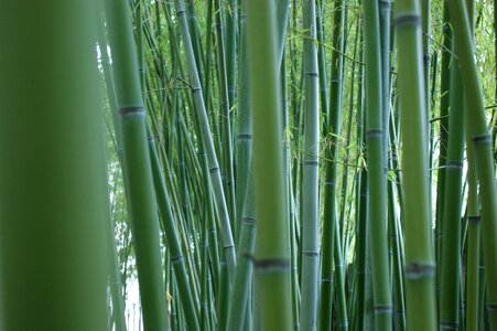 Bamboo rods green outside photo