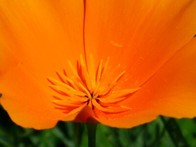 Eschscholzia californica poppy blossom photo