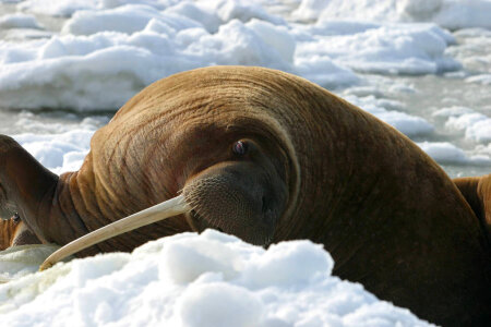 Walrus Cow Asleep on the Ice