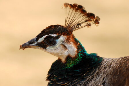 Peacock’s head in detail photo