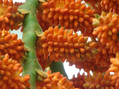 Seeds plant flower