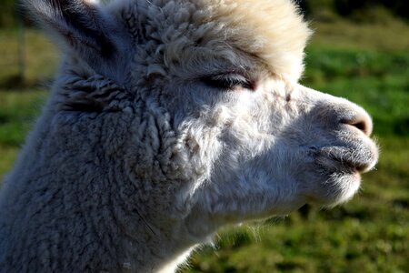 Alpaca animal daylight photo