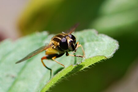 Animal nature macro photo