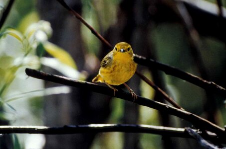 Song Bird yellow yellow warbler photo