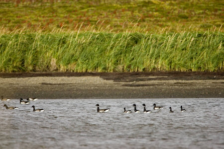 Flock of Black Brant at Izembek National Wildlife Refuge photo