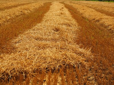 Harvested harvest stubble