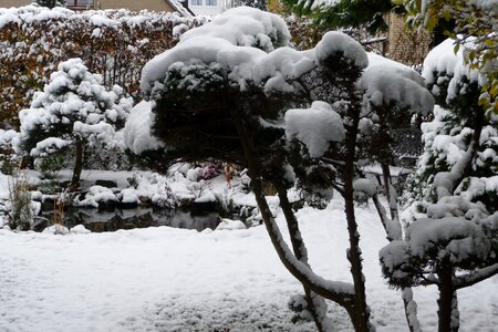 Garden in snow