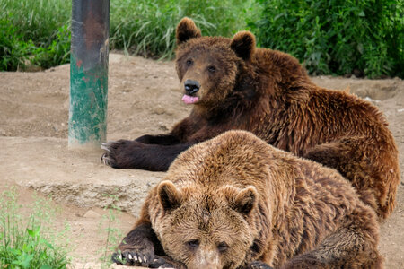 Two Brown Bears Kept in Captivity in a Zoo photo