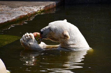 Ursus maritimus predator kind bear