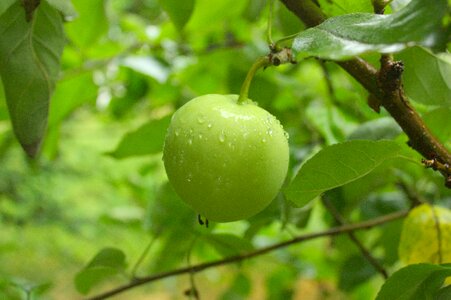 Green apple fruit rain photo