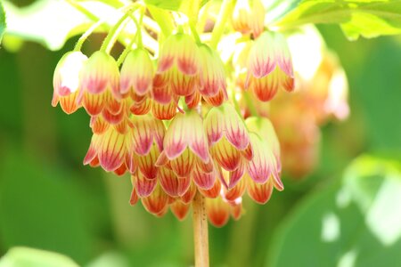 Mantenboshi flowers spring