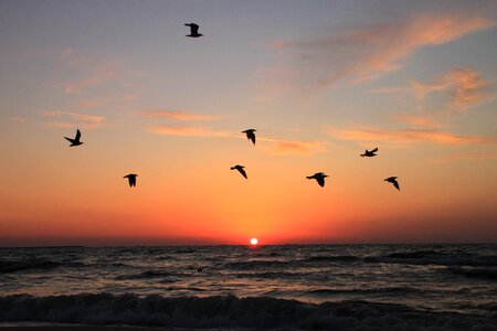 Water sky animal photo