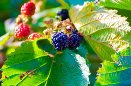 Berry fruit fruit thorn bush