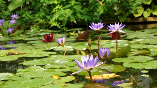 Nature pond plants