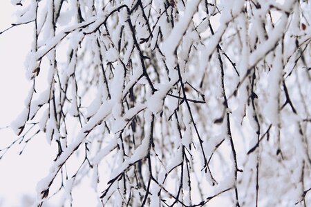 Abstract birch branch photo
