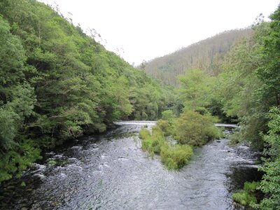 Arboleda water forest photo