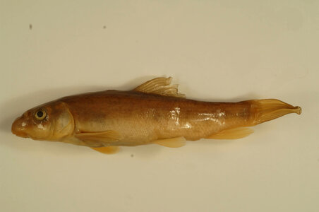 Catostomus commersonii-1
