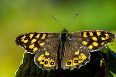 Animal arthropod beautiful flowers