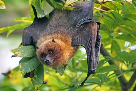 Flying dog rodrigues flying fox rainforest