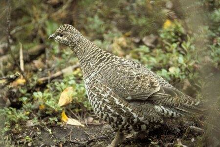Bird Centrocercus urophasianus close