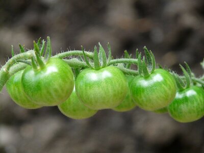 Vegetables plant food