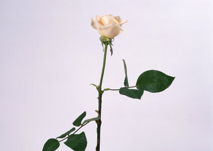 white rose photo