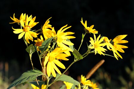 Natural blossom bloom