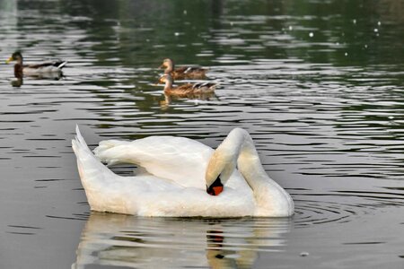 Duck Bird ducks swimming photo