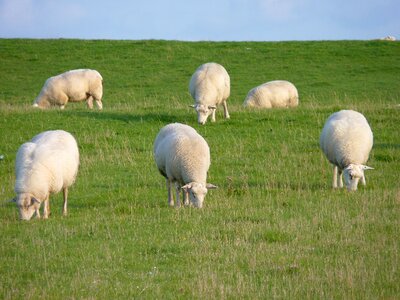 Meadow animal nature