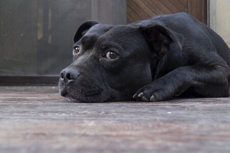 Tired animal gray dog photo