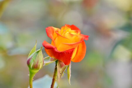 Beautiful Flowers color flower bud