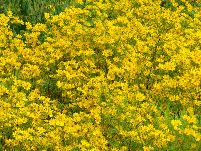 Tickseed sunflower-4