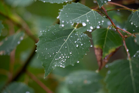 Rain on Leaves Free Photo photo